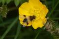 Hoverflies: Leucozona lucorum